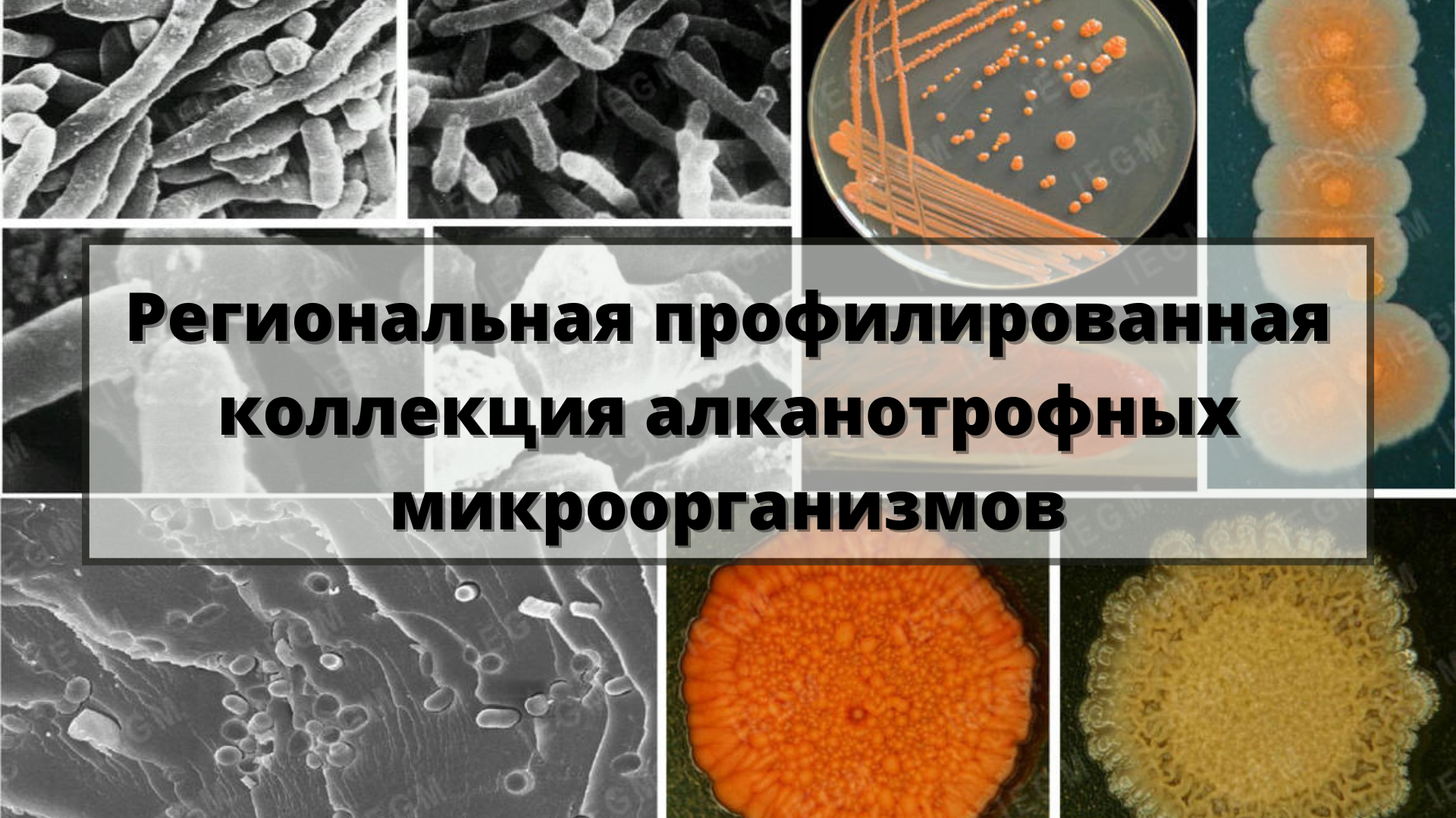 ЦКП Коллекция алканотрофных микроорганизмов 3
